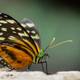 Illustration for article titled Incredible Evolutionary Adaptation: This Butterfly Can Make Itself Look Like It’s On The Phone So Predators Will Think It’s Too Busy To Be Eaten